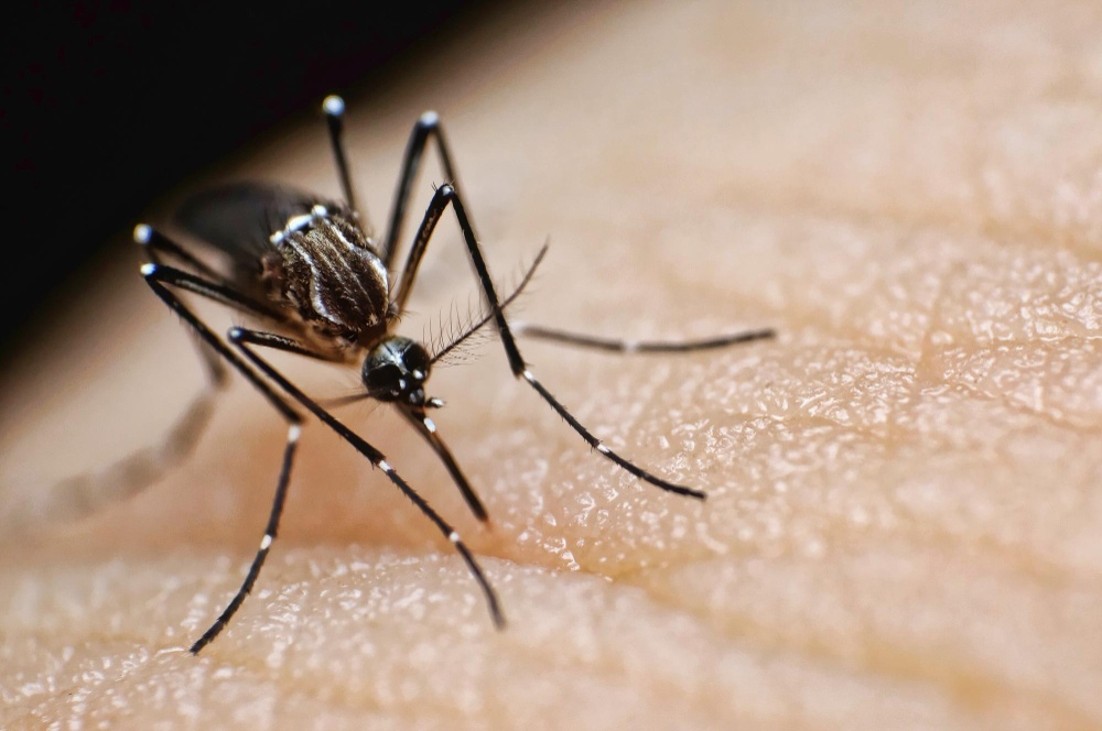 gambar nyamuk malaria anopheles