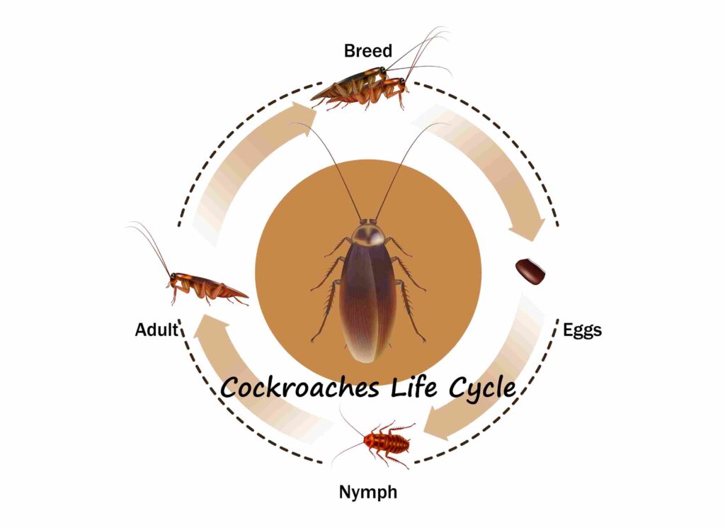 gambar siklus hidup kecoa