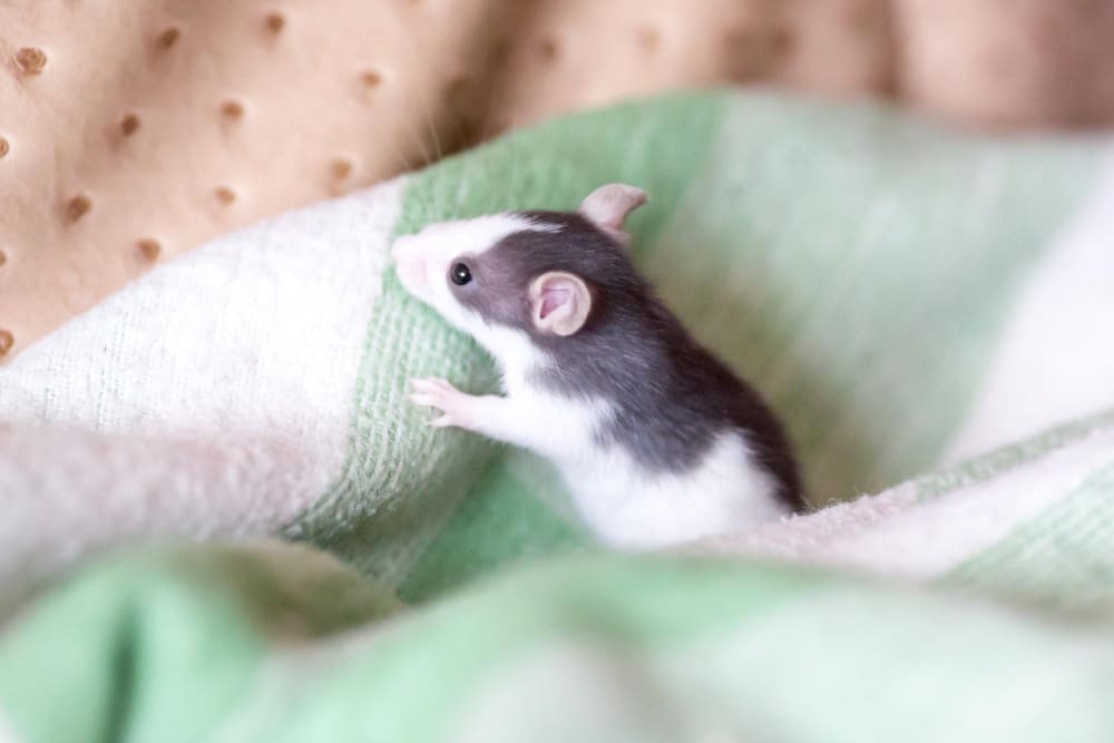 Seekor anak tikus yang baru lahir