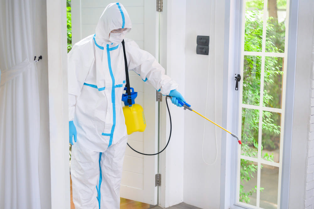 Pegawai pest control dengan hazmat sedang membersihkan ruangan dari tikus