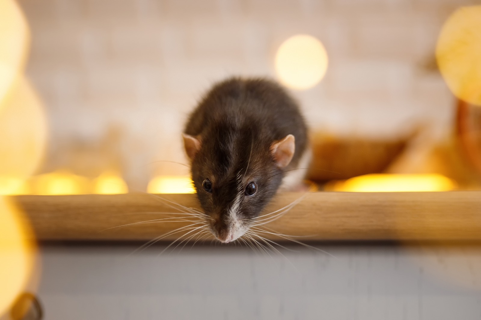 Tikus yang sedang berada di plafon rumah