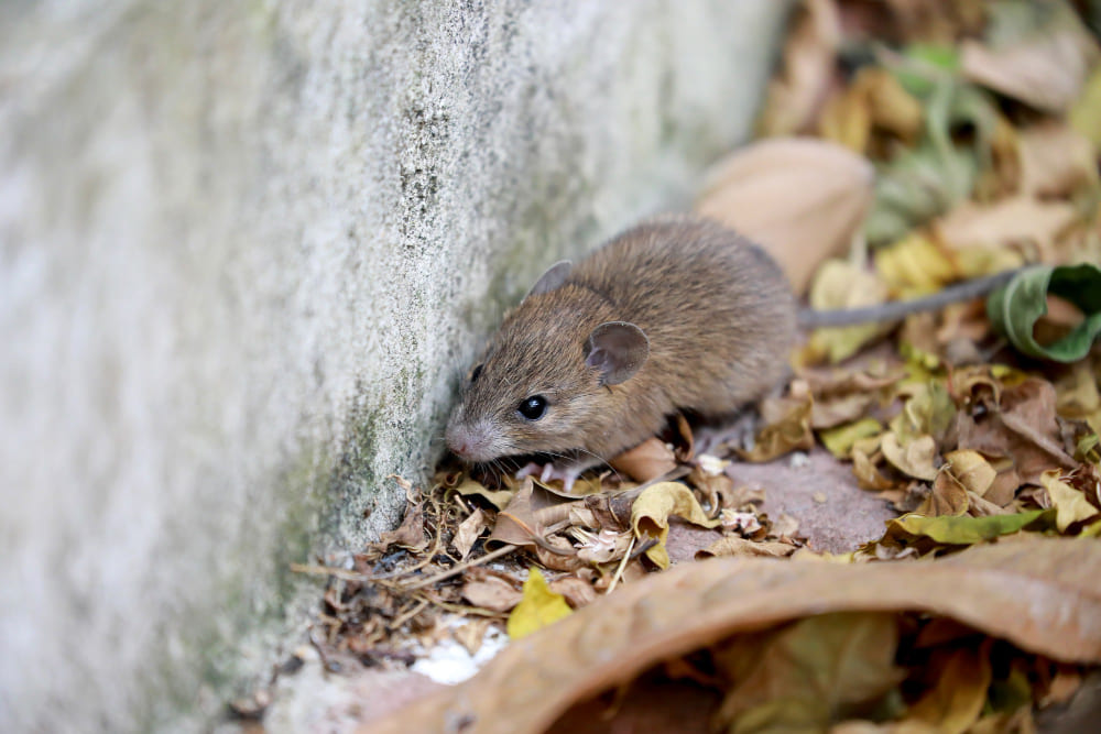 Apa Itu Rodent Proofing Cara Mencegah Tikus Kembali Setelah Treatment