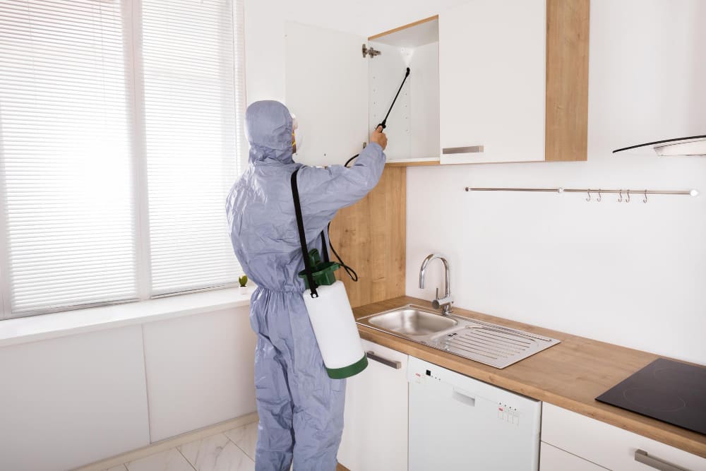 Kapan Rumah Perlu Pest Inspection Ini Konisi Idealnya